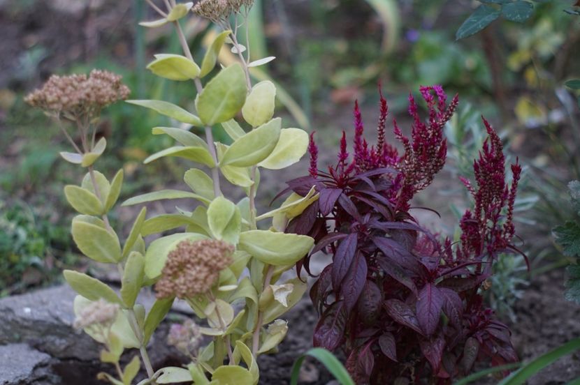  - OCTOMBRIE 2019- OCTOMBRIE 2020