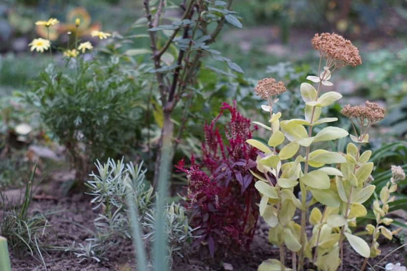  - OCTOMBRIE 2019- OCTOMBRIE 2020