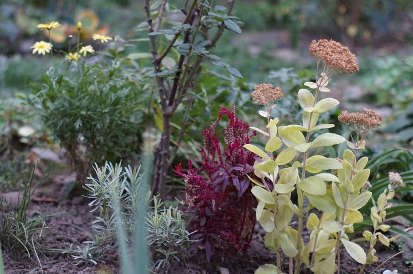  - OCTOMBRIE 2019- OCTOMBRIE 2020