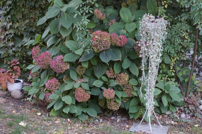  - OCTOMBRIE 2019- OCTOMBRIE 2020