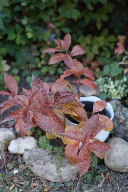  - OCTOMBRIE 2019- OCTOMBRIE 2020