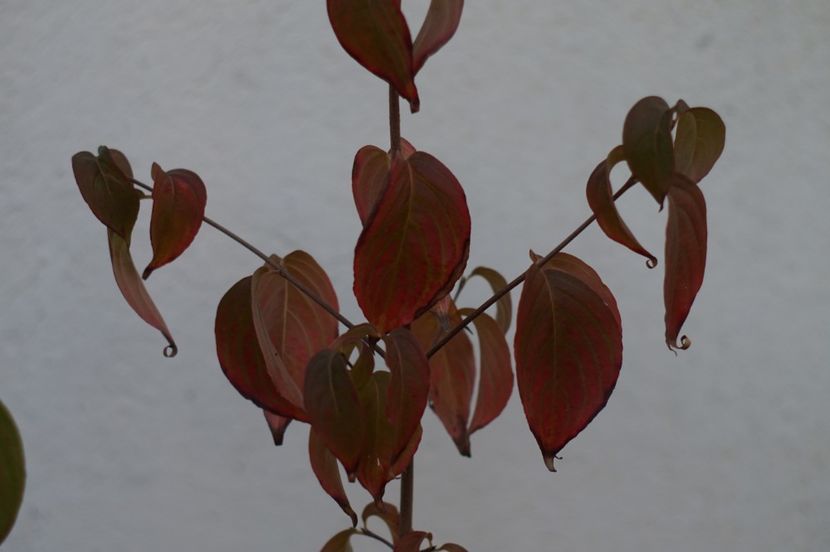  - OCTOMBRIE 2019- OCTOMBRIE 2020