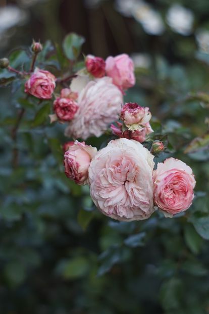  - OCTOMBRIE 2019- OCTOMBRIE 2020