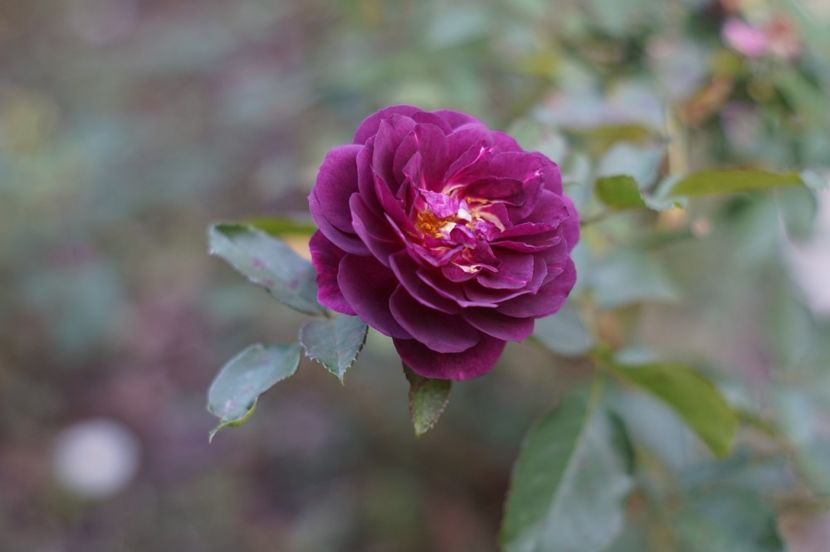  - OCTOMBRIE 2019- OCTOMBRIE 2020