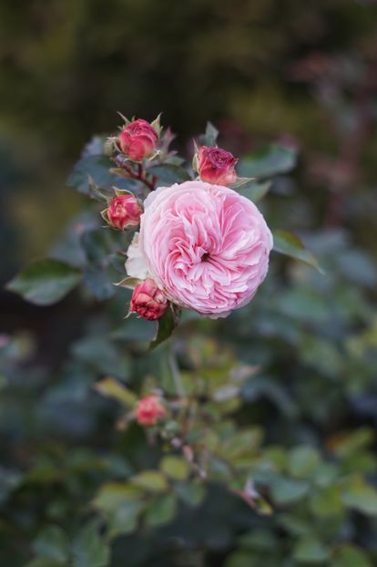  - OCTOMBRIE 2019- OCTOMBRIE 2020