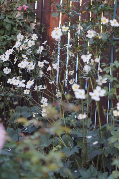  - OCTOMBRIE 2019- OCTOMBRIE 2020