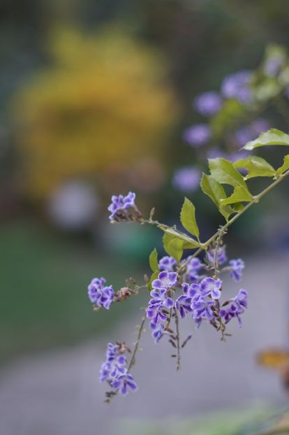  - OCTOMBRIE 2019- OCTOMBRIE 2020