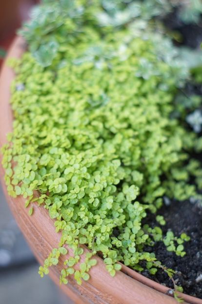  - OCTOMBRIE 2019- OCTOMBRIE 2020