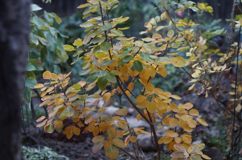  - OCTOMBRIE 2019- OCTOMBRIE 2020