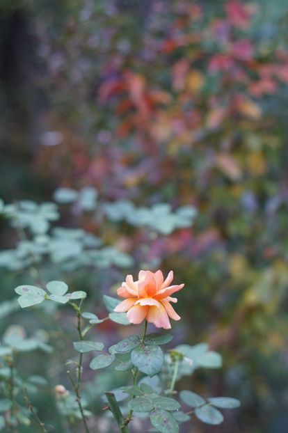  - OCTOMBRIE 2019- OCTOMBRIE 2020