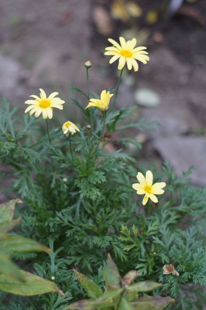  - OCTOMBRIE 2019- OCTOMBRIE 2020