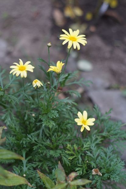  - OCTOMBRIE 2019- OCTOMBRIE 2020