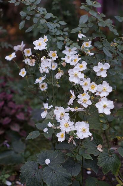  - OCTOMBRIE 2019- OCTOMBRIE 2020