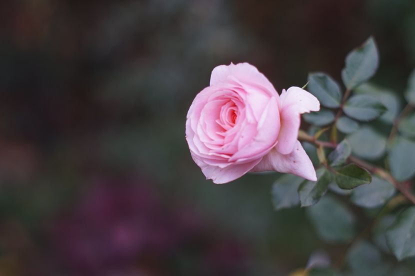  - OCTOMBRIE 2019- OCTOMBRIE 2020