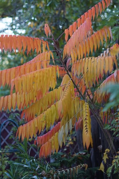  - OCTOMBRIE 2019- OCTOMBRIE 2020