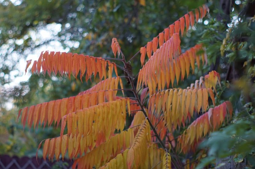  - OCTOMBRIE 2019- OCTOMBRIE 2020