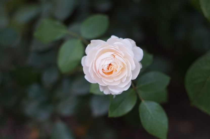  - OCTOMBRIE 2019- OCTOMBRIE 2020