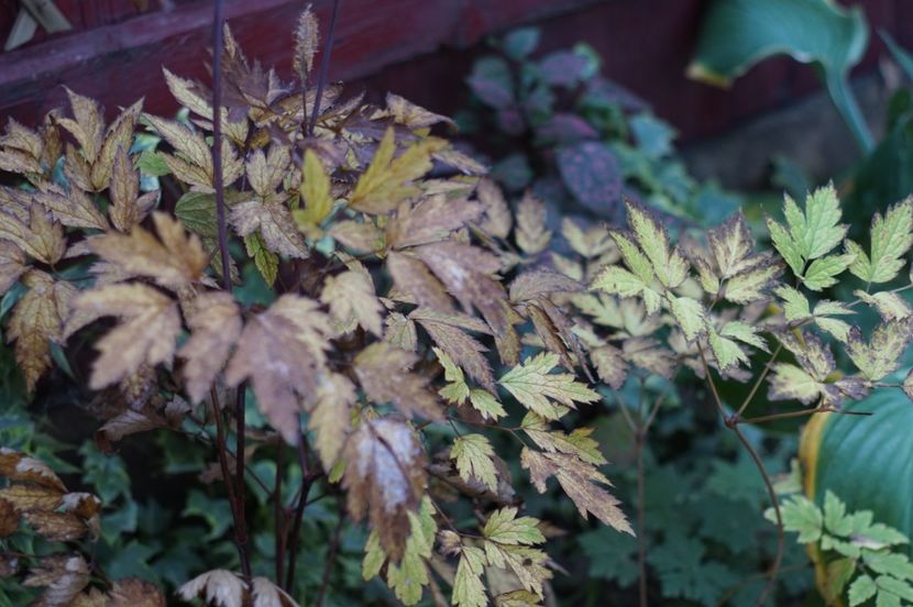  - OCTOMBRIE 2019- OCTOMBRIE 2020