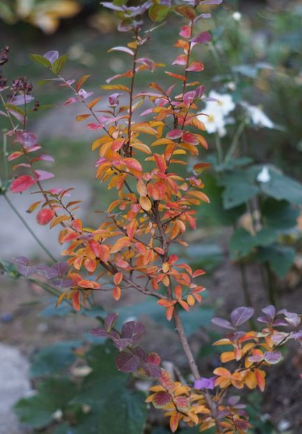  - OCTOMBRIE 2019- OCTOMBRIE 2020