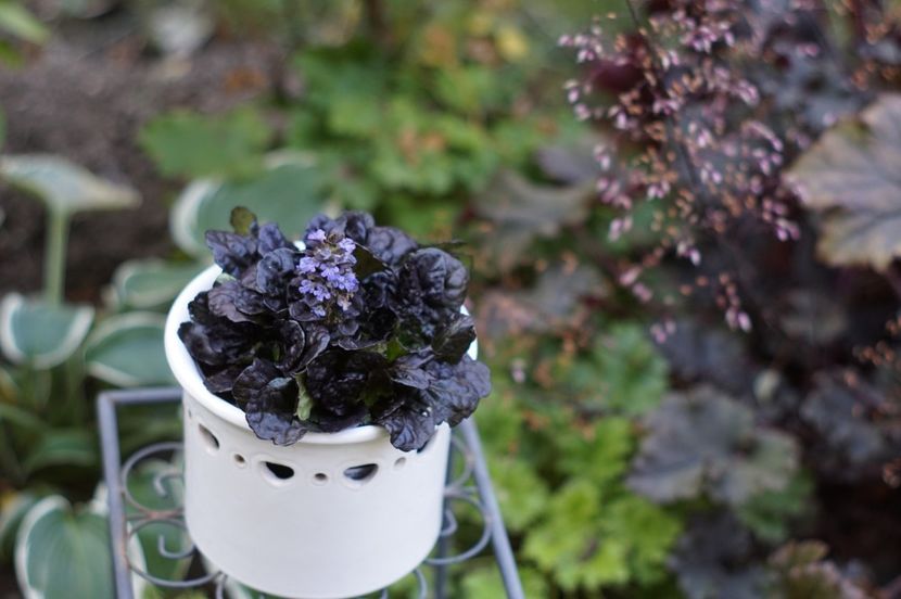  - OCTOMBRIE 2019- OCTOMBRIE 2020