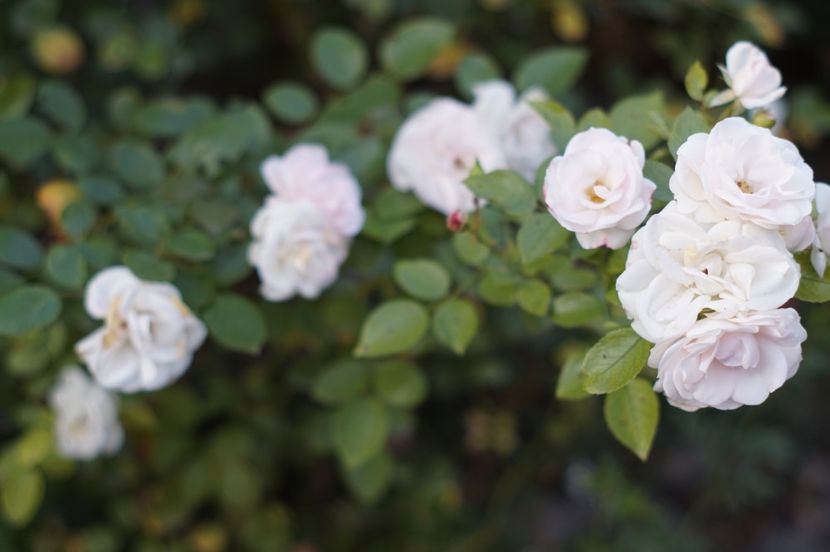  - OCTOMBRIE 2019- OCTOMBRIE 2020