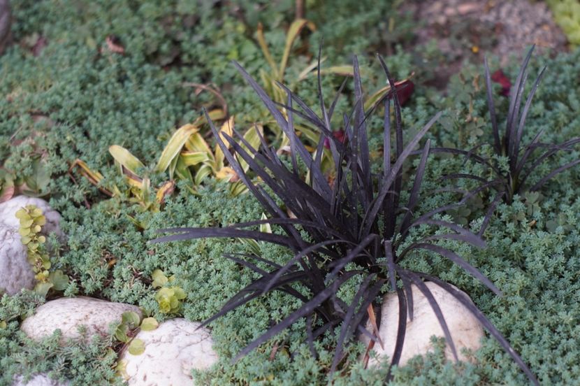  - OCTOMBRIE 2019- OCTOMBRIE 2020