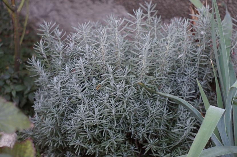  - OCTOMBRIE 2019- OCTOMBRIE 2020