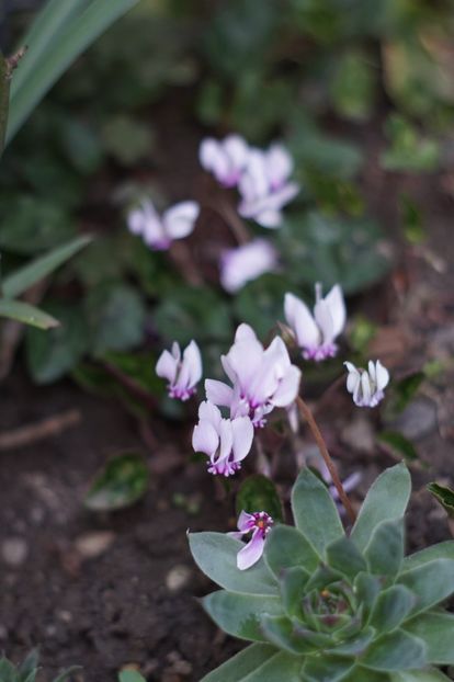  - OCTOMBRIE 2019- OCTOMBRIE 2020