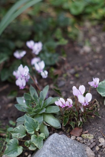  - OCTOMBRIE 2019- OCTOMBRIE 2020