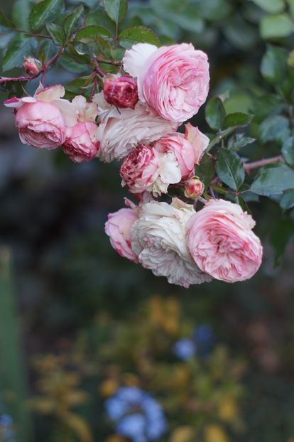  - OCTOMBRIE 2019- OCTOMBRIE 2020