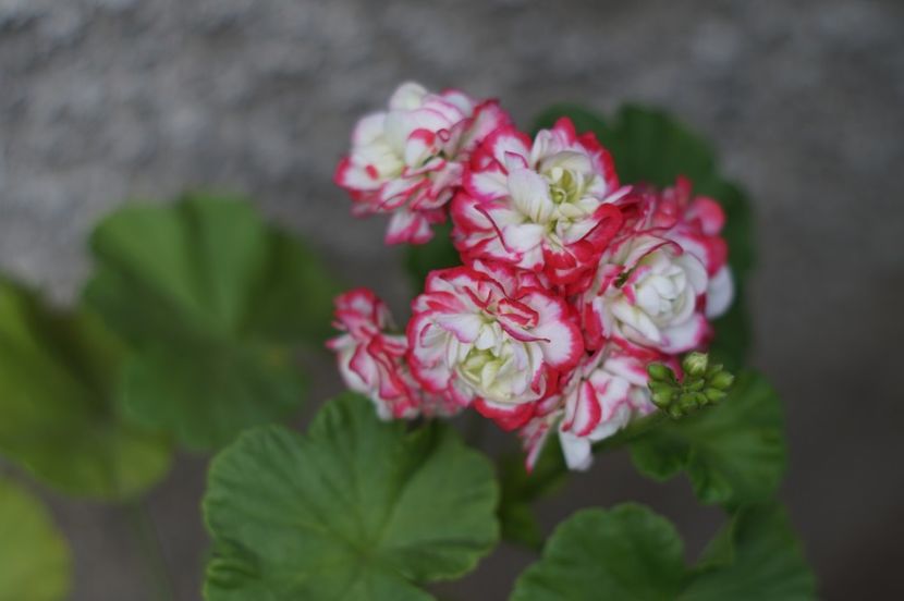  - OCTOMBRIE 2019- OCTOMBRIE 2020