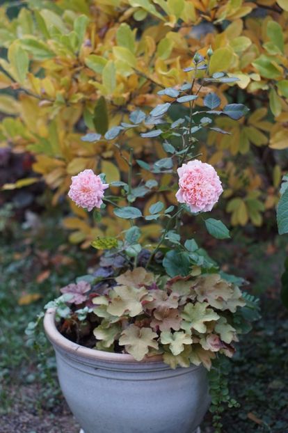  - OCTOMBRIE 2019- OCTOMBRIE 2020