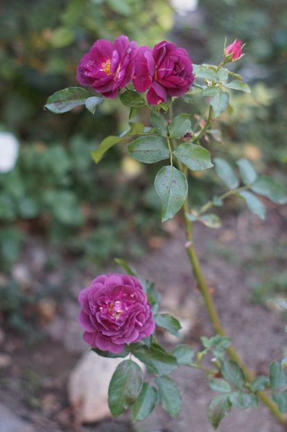  - OCTOMBRIE 2019- OCTOMBRIE 2020