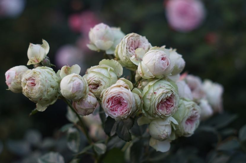  - OCTOMBRIE 2019- OCTOMBRIE 2020