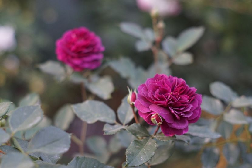  - OCTOMBRIE 2019- OCTOMBRIE 2020