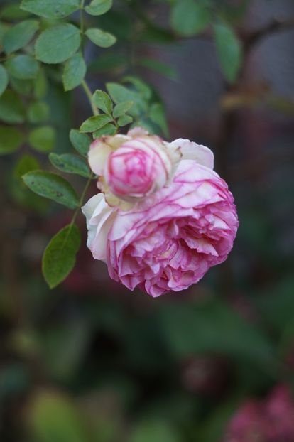  - OCTOMBRIE 2019- OCTOMBRIE 2020