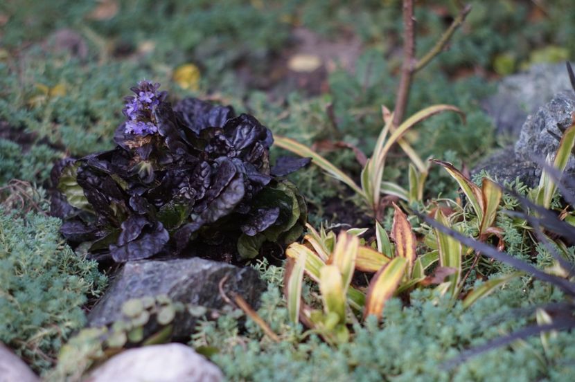 Carex Siderosticha Island Brocade - OCTOMBRIE 2019- OCTOMBRIE 2020