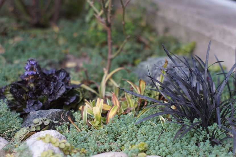  - OCTOMBRIE 2019- OCTOMBRIE 2020