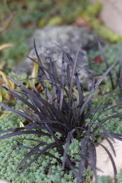  - OCTOMBRIE 2019- OCTOMBRIE 2020