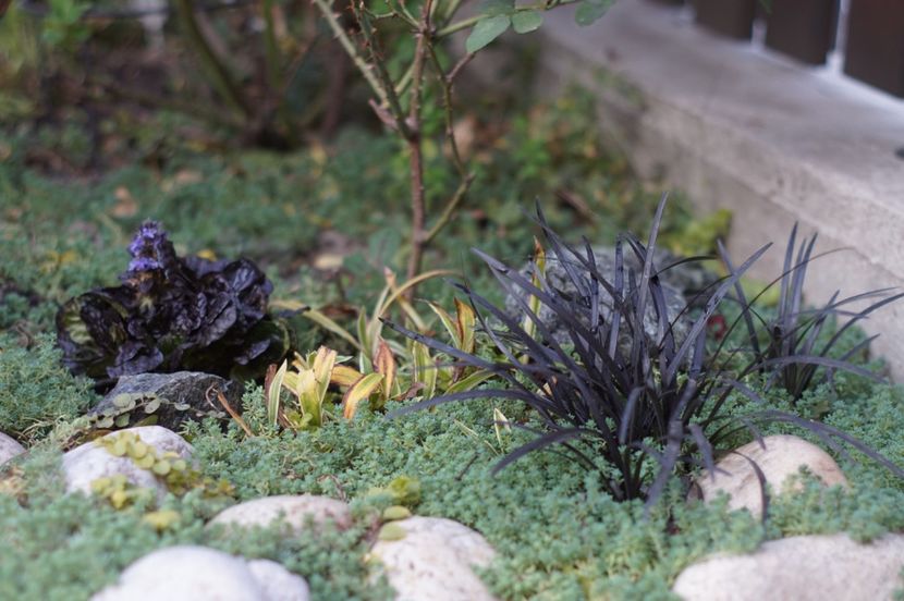  - OCTOMBRIE 2019- OCTOMBRIE 2020