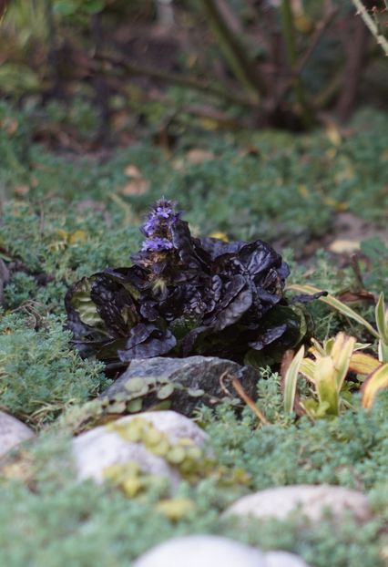  - OCTOMBRIE 2019- OCTOMBRIE 2020