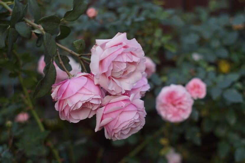  - OCTOMBRIE 2019- OCTOMBRIE 2020