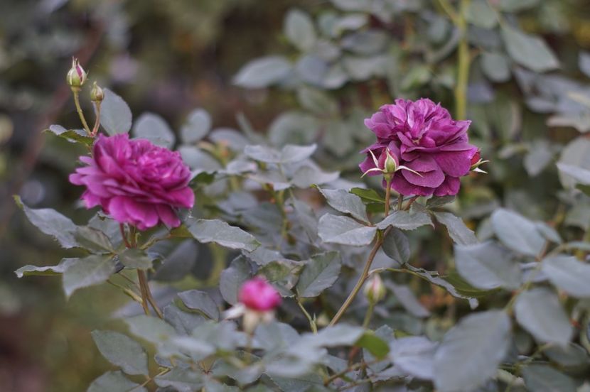  - OCTOMBRIE 2019- OCTOMBRIE 2020