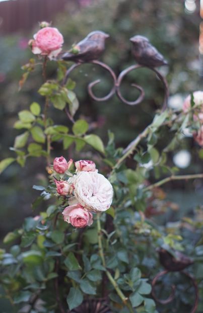  - OCTOMBRIE 2019- OCTOMBRIE 2020