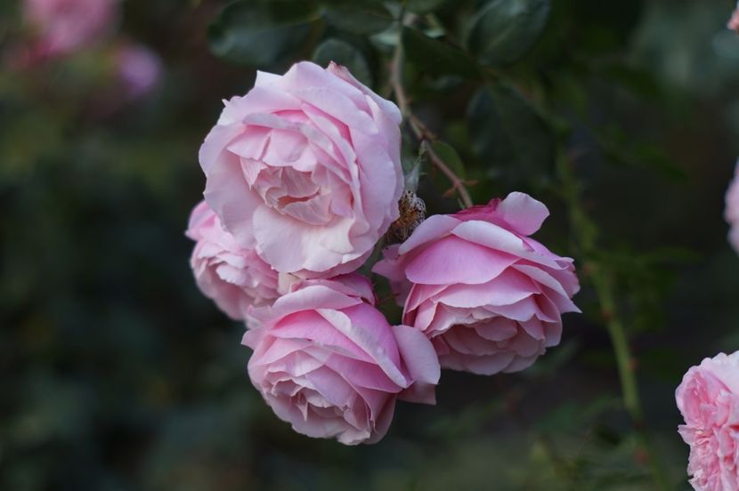  - OCTOMBRIE 2019- OCTOMBRIE 2020