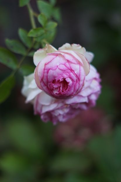  - OCTOMBRIE 2019- OCTOMBRIE 2020