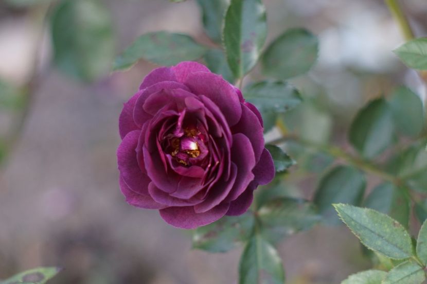  - OCTOMBRIE 2019- OCTOMBRIE 2020