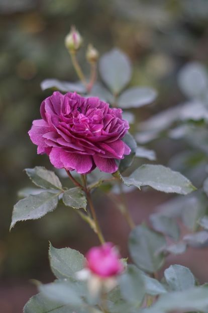  - OCTOMBRIE 2019- OCTOMBRIE 2020