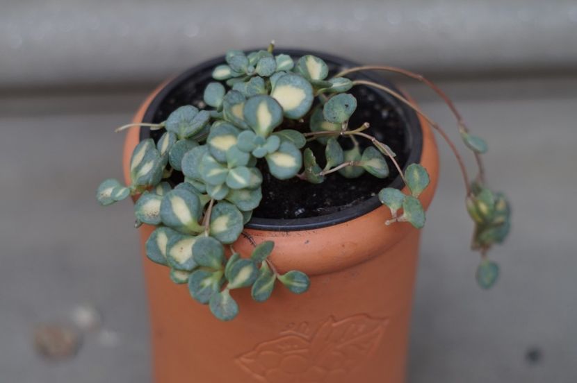  - OCTOMBRIE 2019- OCTOMBRIE 2020