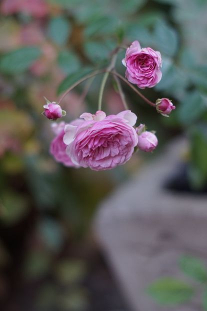  - OCTOMBRIE 2019- OCTOMBRIE 2020